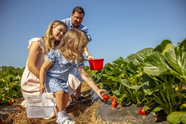 Family picking strawberries at Patterson Farm