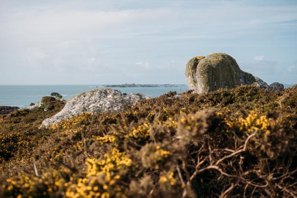 The yellow gorse on St. Agnes