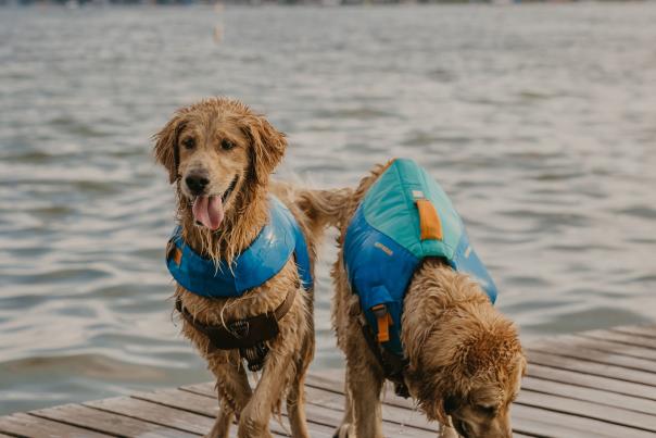 Two Dogs on Dock at Conesus Lake