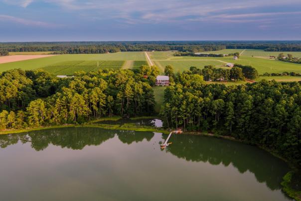 Chatham Vineyards