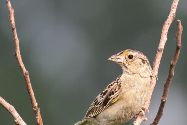 A brown bird perches on a branch while looking to the left.