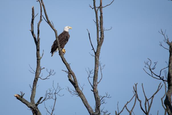 Mason Neck State Park - Bald Eagle - Virginia State Parks