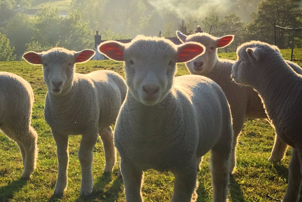 Lambs in countryside