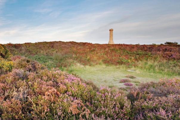 Heather at Black Down in Dorset