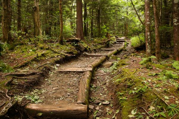 Forney Ridge Trail