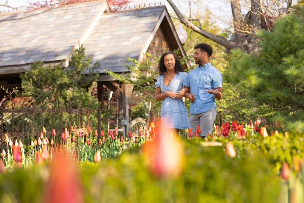 Man and a woman walk through a tulip patch
