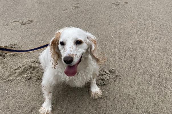 A dog on the beach.