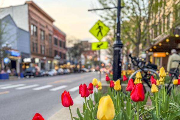 Red and yellow tulips stand tall on the right side of the image. To the left is a street with buildings lining the left side. There is a yellow pedestrian sign and walkway. The tulips are in focus, the buildings are in the background.
