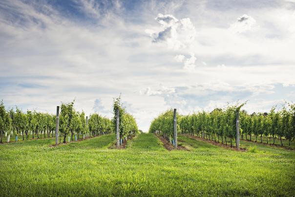 PA Wine Association - Vineyard