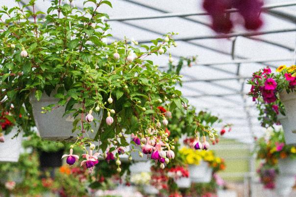 Greenhouse with hanging baskets