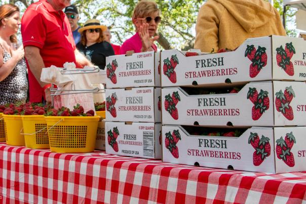 cartons and buckets of strawberries for sale at the Strawberry and Wine Festival in Sunset Beach