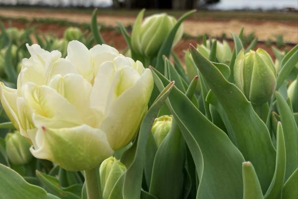Hubert Family Tulip Farm