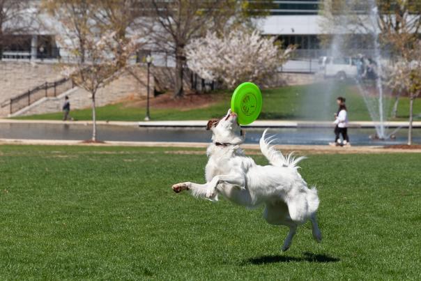 Dog in Big Spring Park