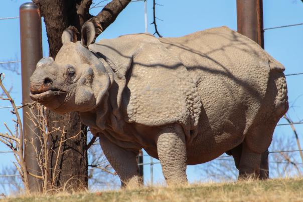 OKC Zoo Rhino