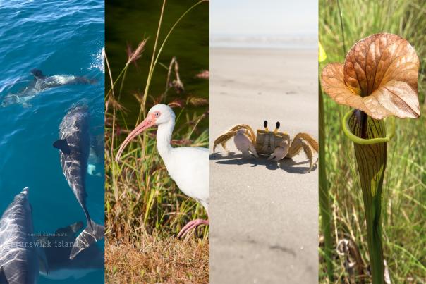 a series of photos including dolphins swimming in the ocean, a white ibis, a ghost crab on a beach, and pitcher plant