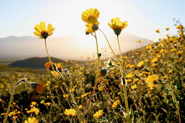 Super bloom in Greater Palm Springs.