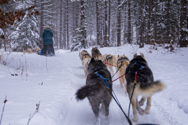 Wolfsong Dog Sledding Header