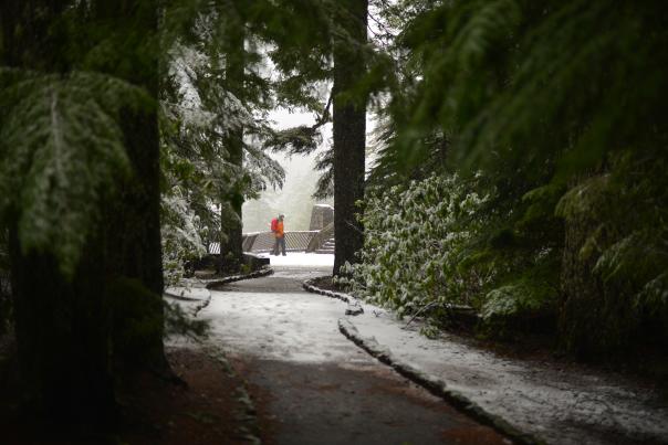 A snowy, treelined path leads to a person in brightly colored snow gear