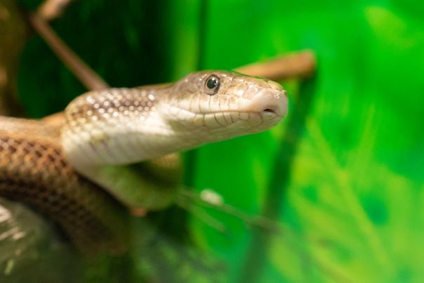 Howell Woods reptile displays includes snakes, Four Oaks, NC.