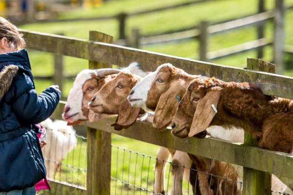 Three people feeding some goats who are sticking their head through a fence panel to get to the food