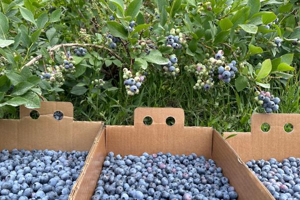 Blueberries and Boxes