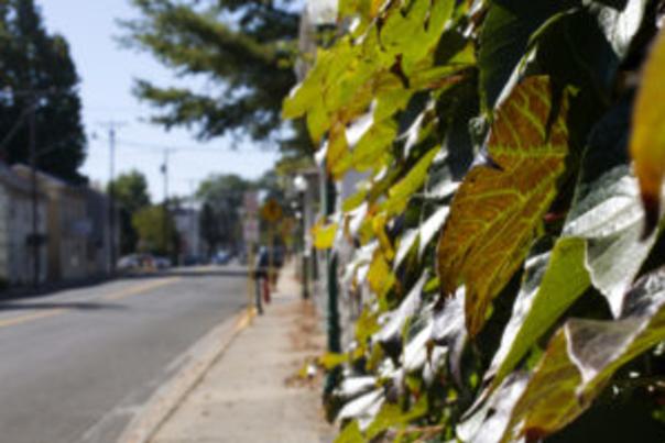 Leaves-Up-Close-on-Main-Street-by-Levi-Chef-300x200
