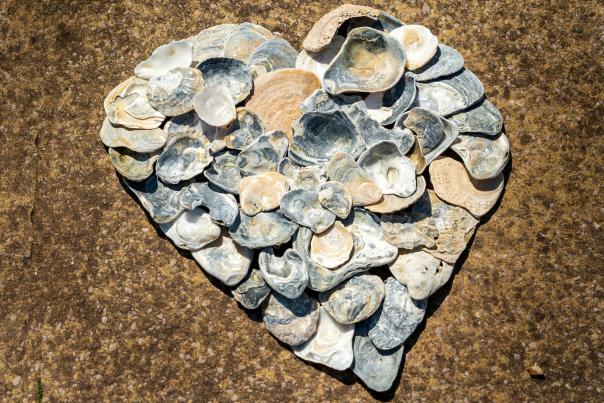 A pile of shells on a pebbled beach, arranged into the shape of a heart