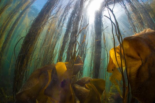 Beneath the sea - seaweed
