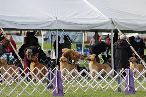 golden retrievers lined up behind a white gated fence at a dog show