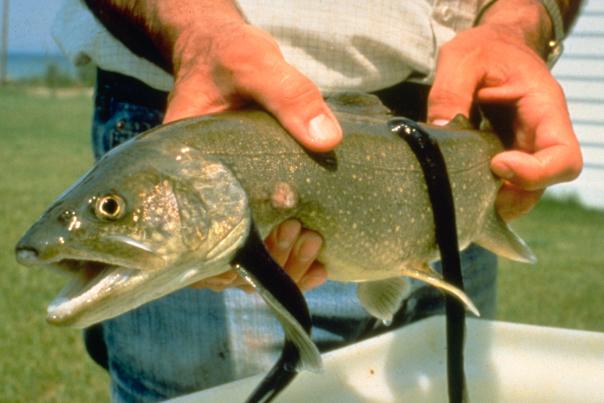 Live Sea Lamprey