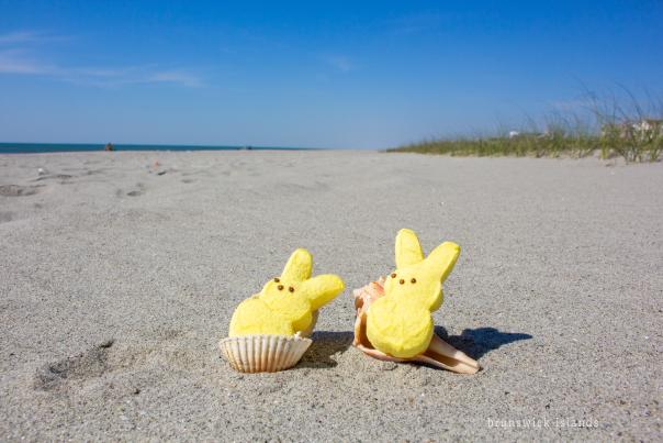 Rabbit shaped Peeps candies sitting in seashells on the beach