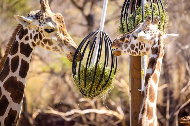Expedition Africa Girrafes