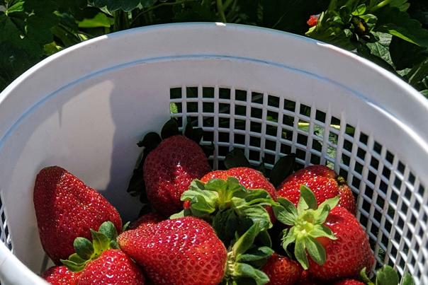 Bucket of freshly picked strawberries at Pace Family Farms, Archer Lodge NC.