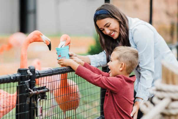 Woman and small boy hand feeding a flamingo at the Oklahoma City Zoo