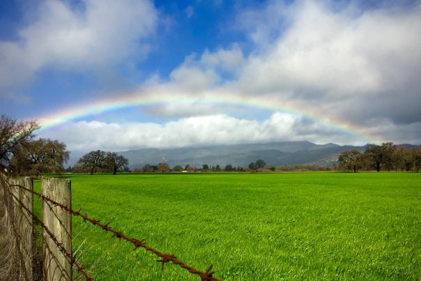 Winter in Sonoma Valley