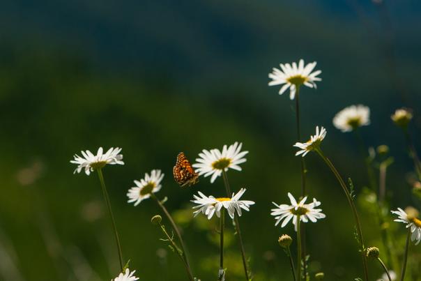 Butterfly landing on a wildflower near Glide, Oregon