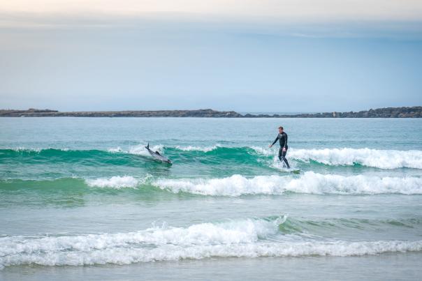 Surfer with dolphins in the Catlins