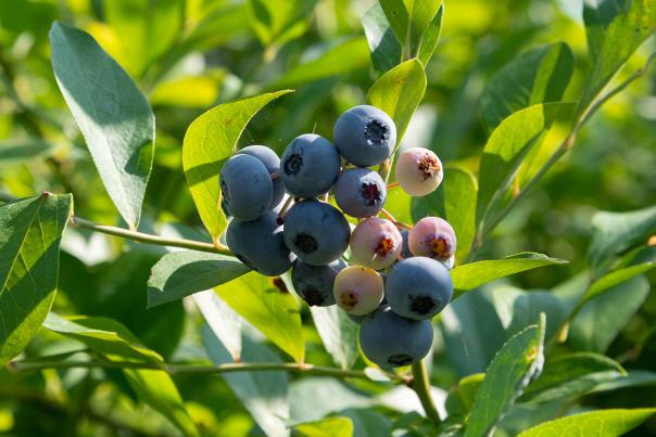 Picking blueberries at Creekside Farms near Selma, NC.