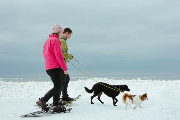 Two people walking  with two dogs in the snow wearing snowshoes and