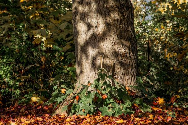 Photograph of the bottom of a tree trunk in a Portsmouth park