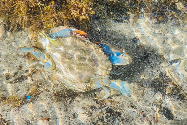 Crab Underwater