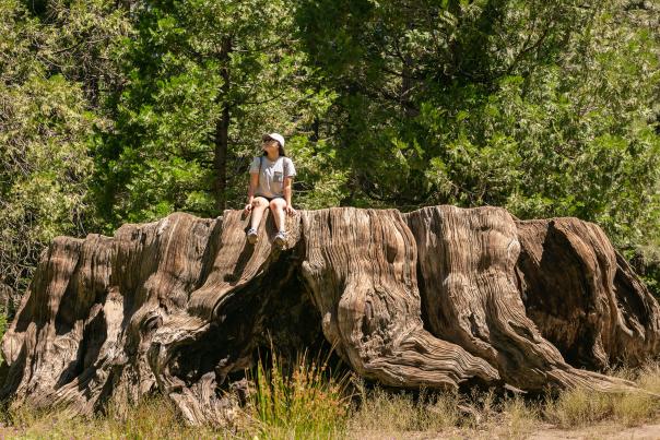 Mark Twain Stump