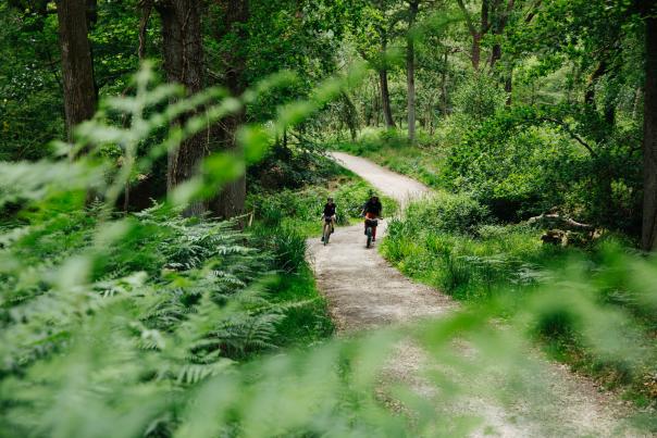 Cycling in the New Forest - Spring - Jay Waldon