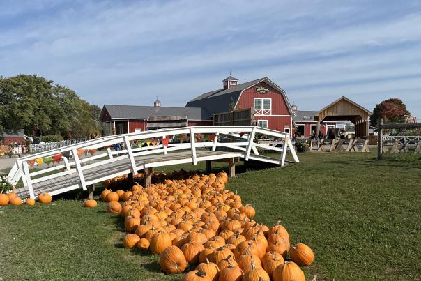 Blue skies with a red barn in the background featuring a white bridge going across grass with many pumpkins underneath and in front of the bridge