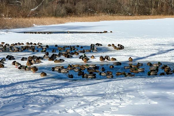Kellogg Bird Sanctuary in the winter
