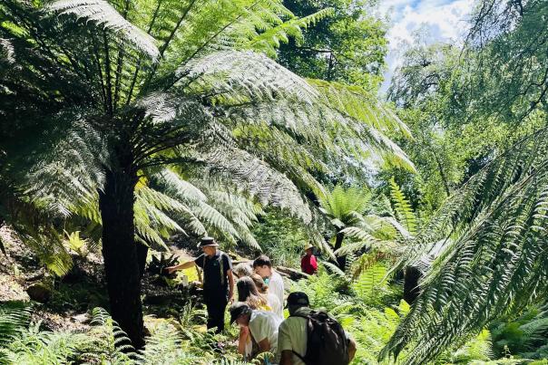 Canonteign Falls Awarded RHS Partner Garden Status