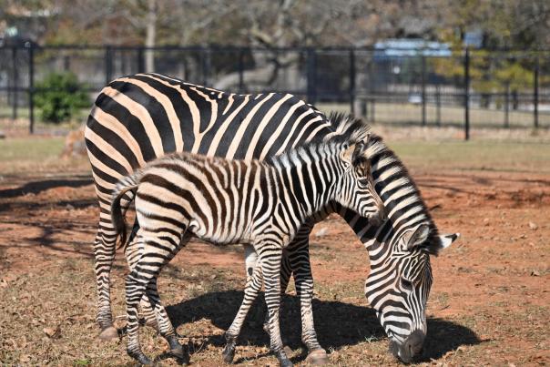 OKC Zoo Zebra Foal