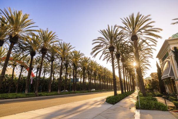 Palm Trees, Anaheim, CA
