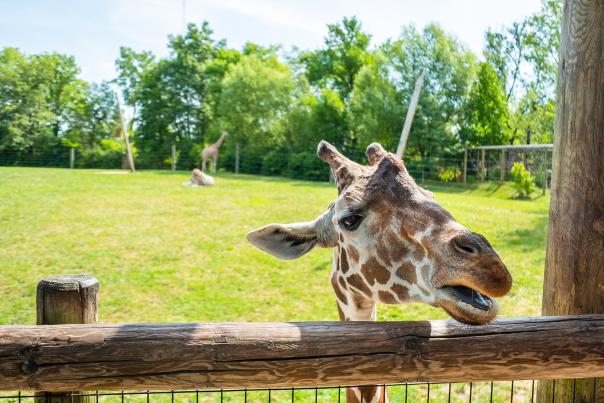Giraffe at the feeding platform at the Fort Wayne Children's Zoo