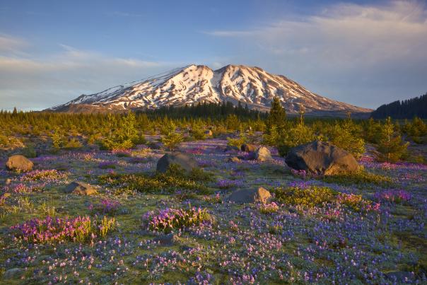Field Of Lavender With Mount St. Helens In The Background Near Vancouver, WA
